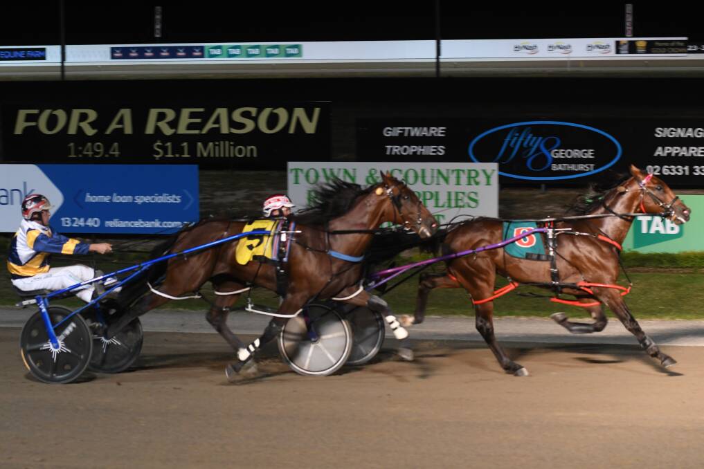 A GOLDEN MOMENT: Bernie Hewitt drives College Chapel to victory in the Gold Crown  final. The colt clocked a two-year-old record. Photo: CHRIS SEABROOK 033118crown6