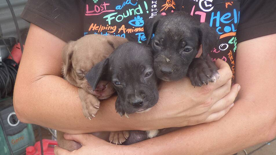 Property raided: An RSPCA officer carries out a number of pups from the farm during the raid. Photo: RSPCA Queensland