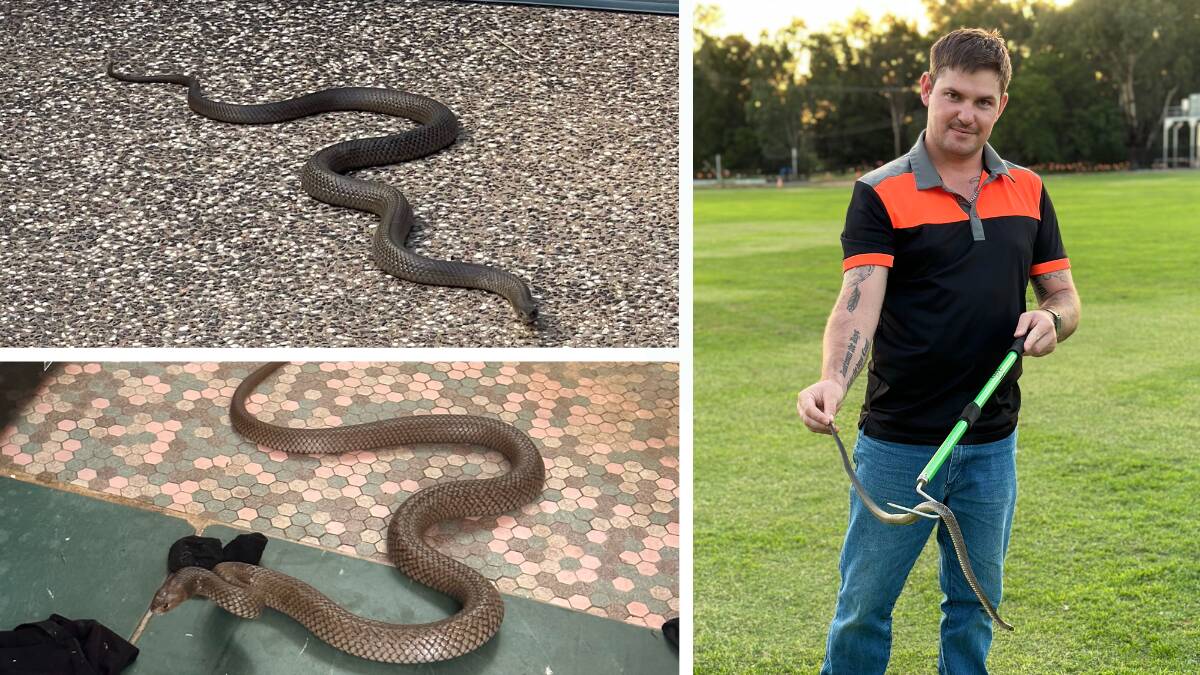 Kyle Lundholm of Outwest Snake Catcher pictured alongside two brown snakes he has caught in the Dubbo and Wellington area. Pictures supplied