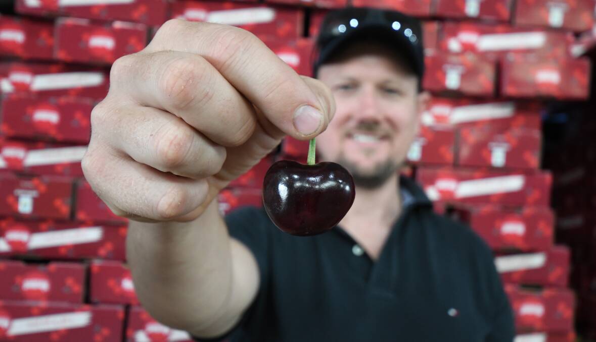 CHERRY RIPE: Greg Perry shows off what he's hoping will officially be recognised as the heaviest cherry in history. Photo: CARLA FREEDMAN