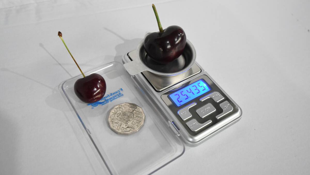HEAVY DUTY: The record-breaking cherry (right) compared to a normal-sized fruit and a 50-cent coin, the official reading was 100 grams heavier. Photo: CARLA FREEDMAN