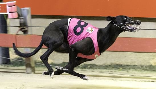 CURTAIN CALL: David Pringle has been forced to retire brilliant sprint Midnight Dare immediately, following an injury. Photo: THEDOGS.COM.AU