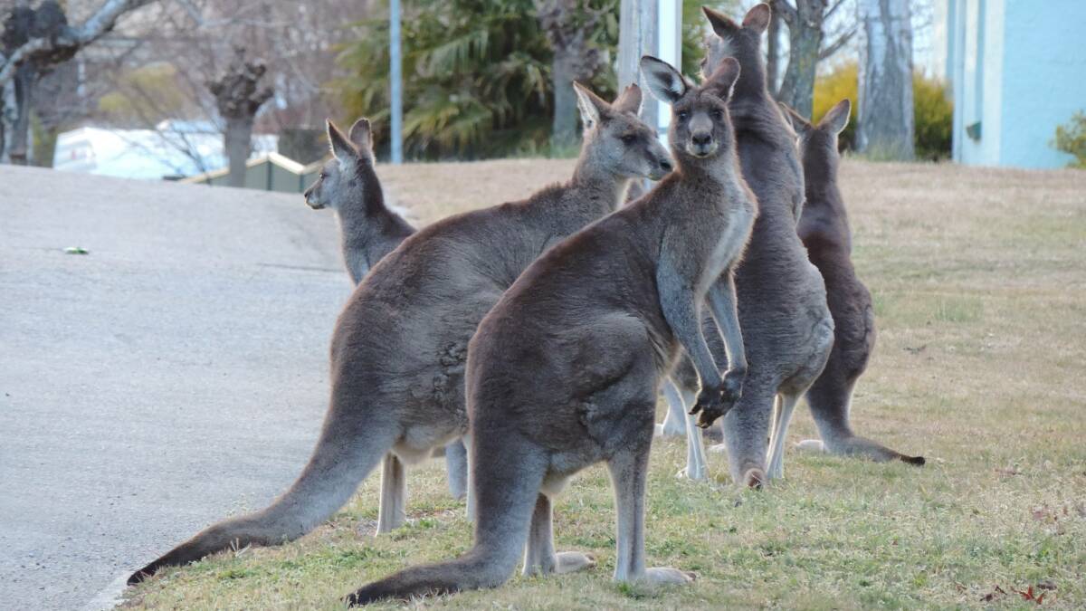 HOO ROO: Kangaroos in Endeavour Park at Lithgow. Photo: MARGARET DOOHAN 091019roos1