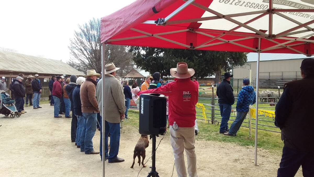 HAMMER TO FALL: Auctioneers Nic Fogarty and Todd Clements were busy conducting the working dog auction as the Bowyer and Livermore selling team.