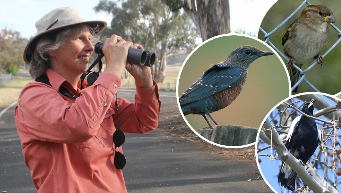 BIRD WATCHING: Bird expert Tiffany Mason and the Bathurst region's top three - (from top) house sparrow, starling and magpie.