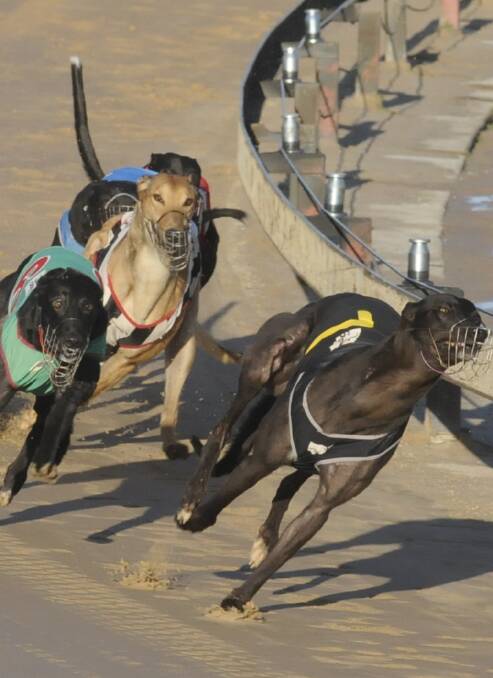 DISH LICKERS: Parliament will debate a proposed ban greyhound racing.
