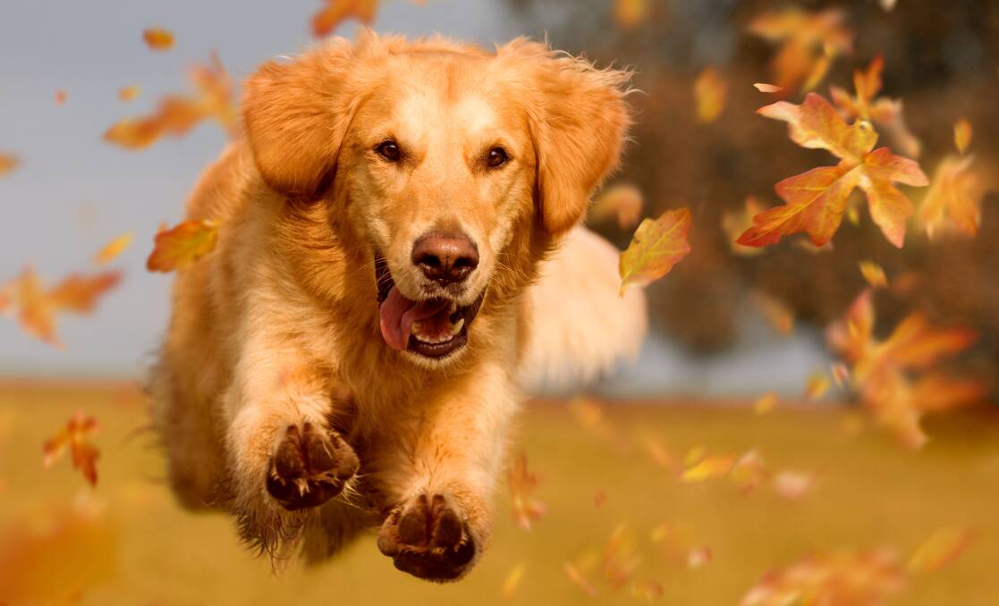 TOP DOG: Golden retrievers ranked among the top five most popular dog breeds for Australian owners in 2020. Photo: SHUTTERSTOCK