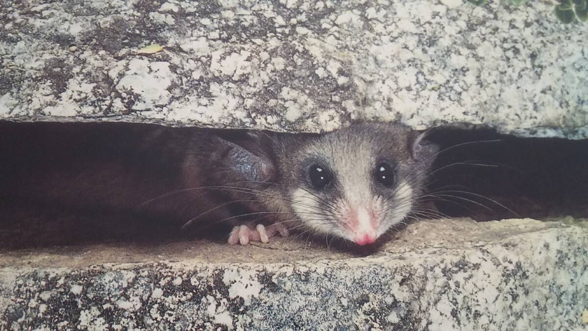 LOOK OUT:  This alpine pygmy possum seems concerned for his future.