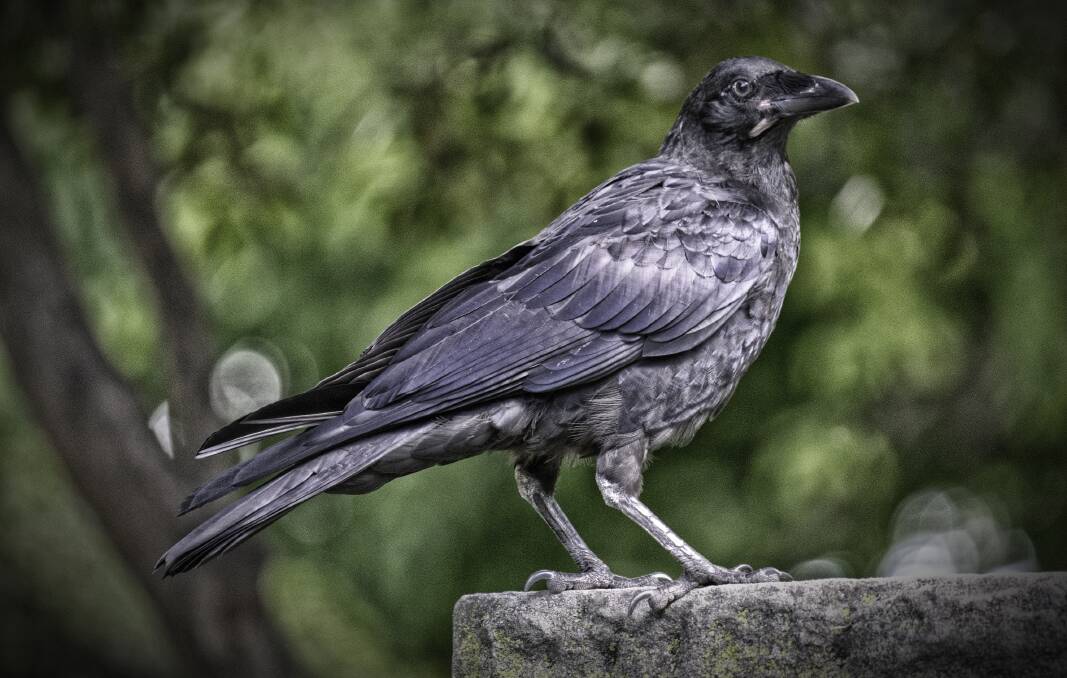 MAJESTIC: Reader Christopher Yow snapped this great shot of a crow in Bathurst's Machattie Park.
