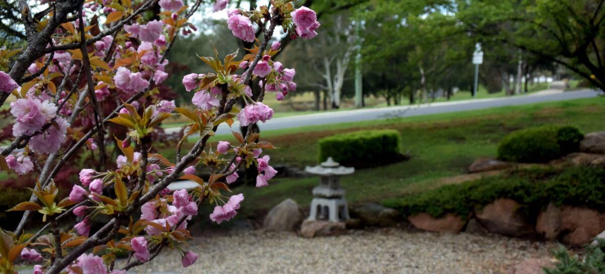 SPRING HAS SPRUNG: How's the serenity? The view from the Japanese Garden on Monday morning. Photo: RACHEL CHAMBERLAIN