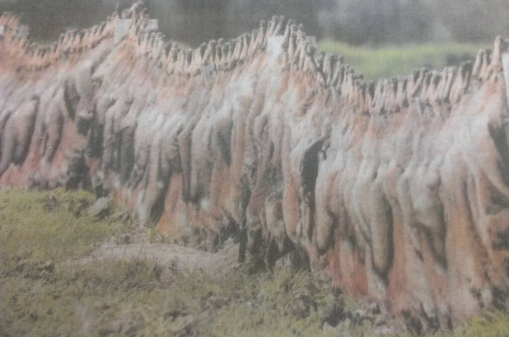 PEST: About 200 foxes that were shot or trapped by a farmer and his daughter near Castlemaine in Victoria.  The removal of these predators must allow many birds, small native animals, household chooks and baby lambs to survive.