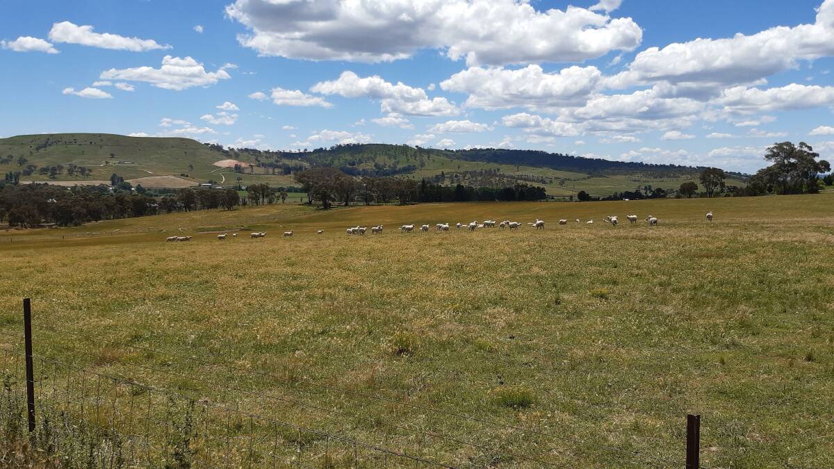 CALM BEFORE THE STORM: Peaceful wethers waiting for Mount Panorama to erupt from car race noise.