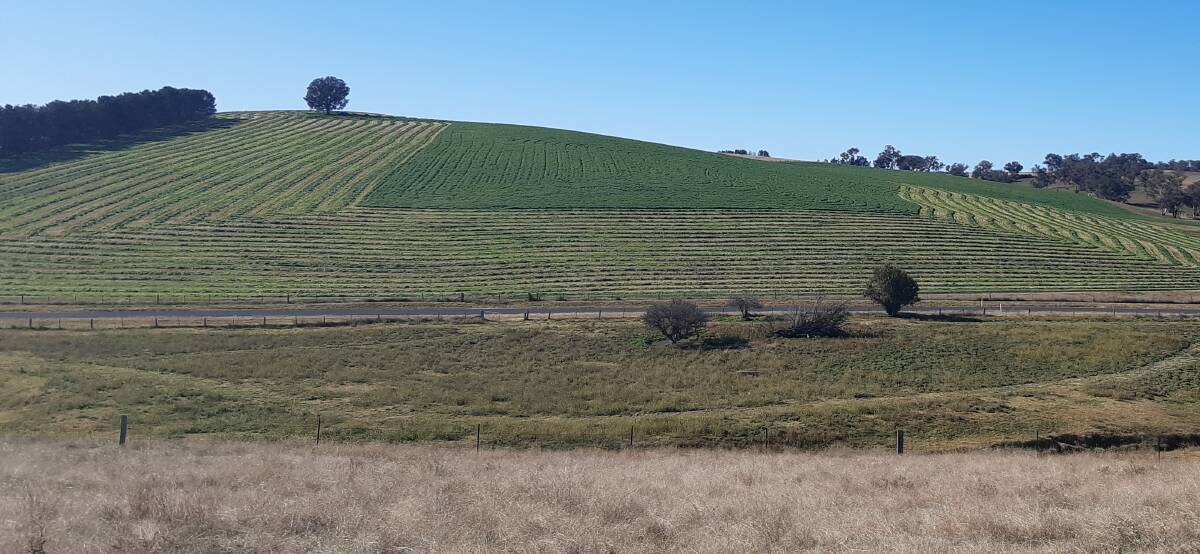 LOOKING GOOD: A once-in-a-lifetime fodder crop being windrown just south of Bathurst city. 