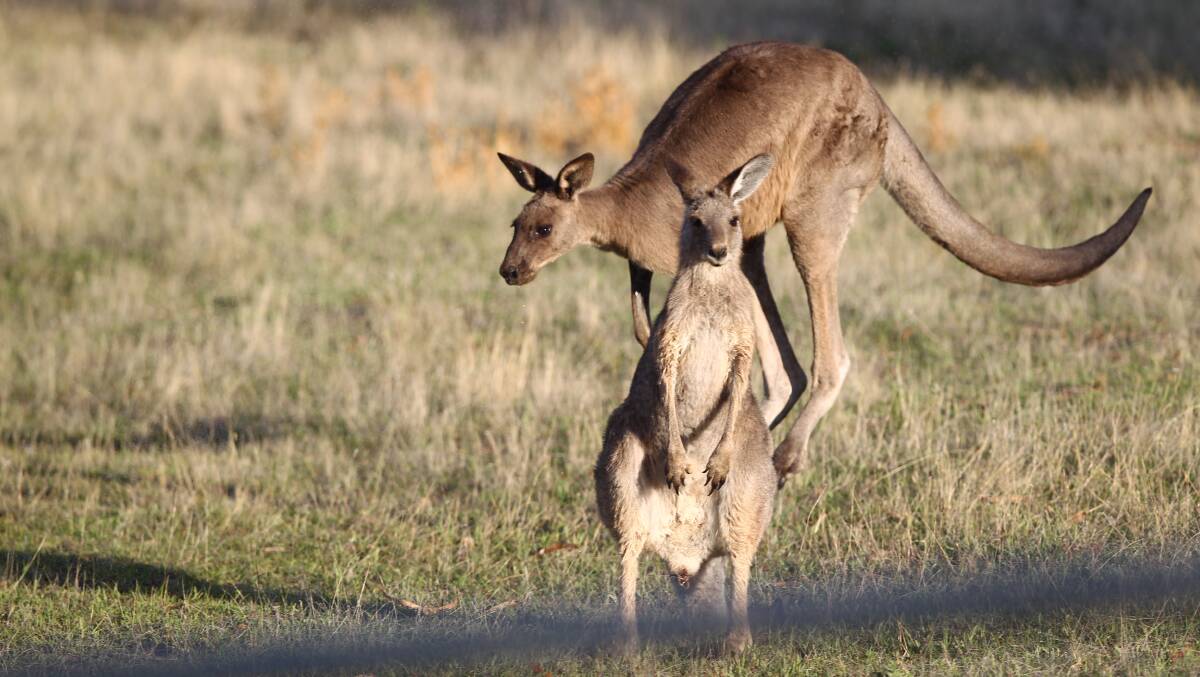 Our say | It’s no time to cut and run on ’roo relocation