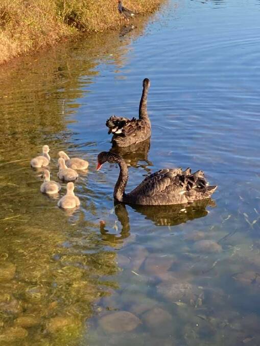 Mum and dad black swans with their cygnets enjoying lots of clear running water.