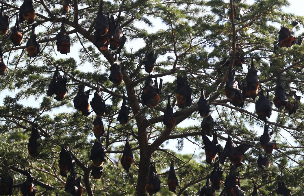 FLASHBACK: Part of the large colony of flying foxes that called Machattie Park home for several months after arriving in late 2017.