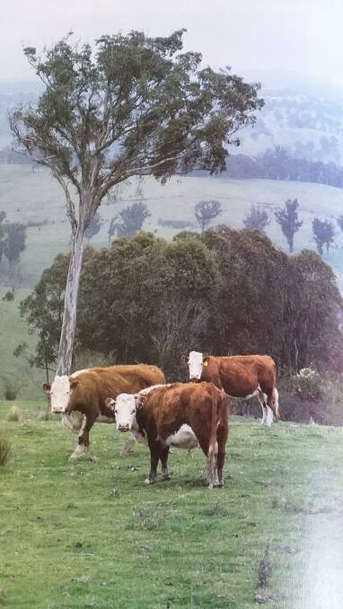 HAZE: These Hereford cows had a green paddock with bushfire smoke for a backdrop.