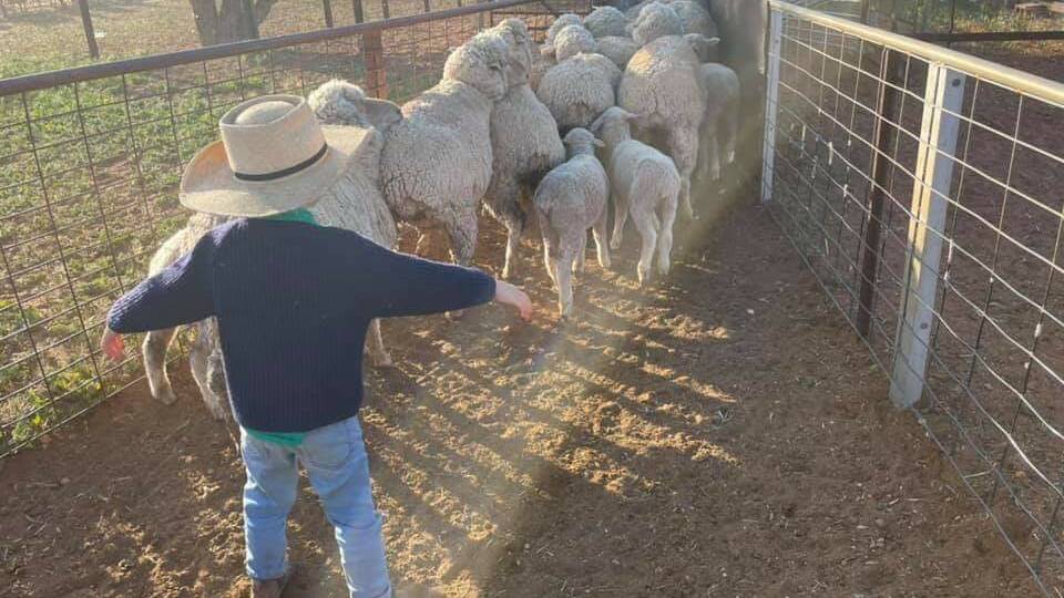 This young bloke is only four and has lots of stock skills.