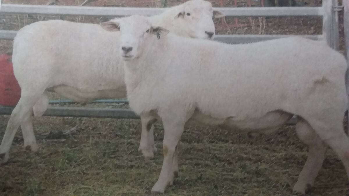 SHEEP'S BACK: The Gilmore family at Black Springs pioneered the popular breed of Australian whites that are earning a great reputation.