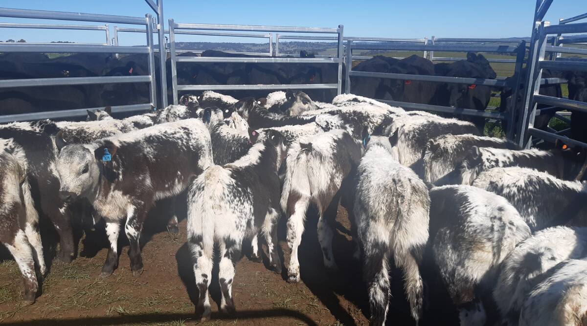 SEASON'S GREETINGS: This pen of Speckle Park calves on a district property are lucky to be growing up in a lovely spring season. Photo: SUPPLIED