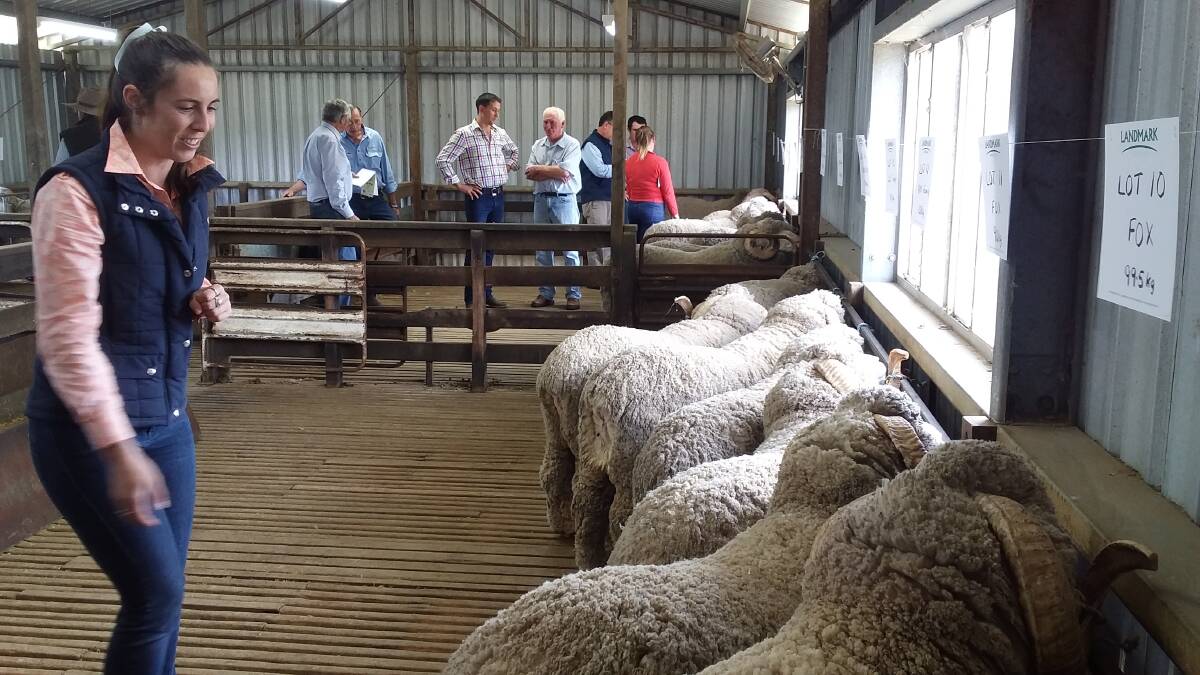 PREMIUM GRADE: Audra Field inspects the line up of quality rams at the Pomanara Stud, Sallys Flat sale last weekend. Photo: SUPPLIED