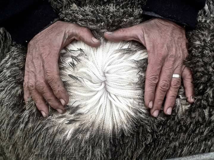 QUALITY: Fleece wools like this have been returning great results to growers. The 17.4 micron line of this fleece sold for 1860 cents. Photo: SUPPLIED