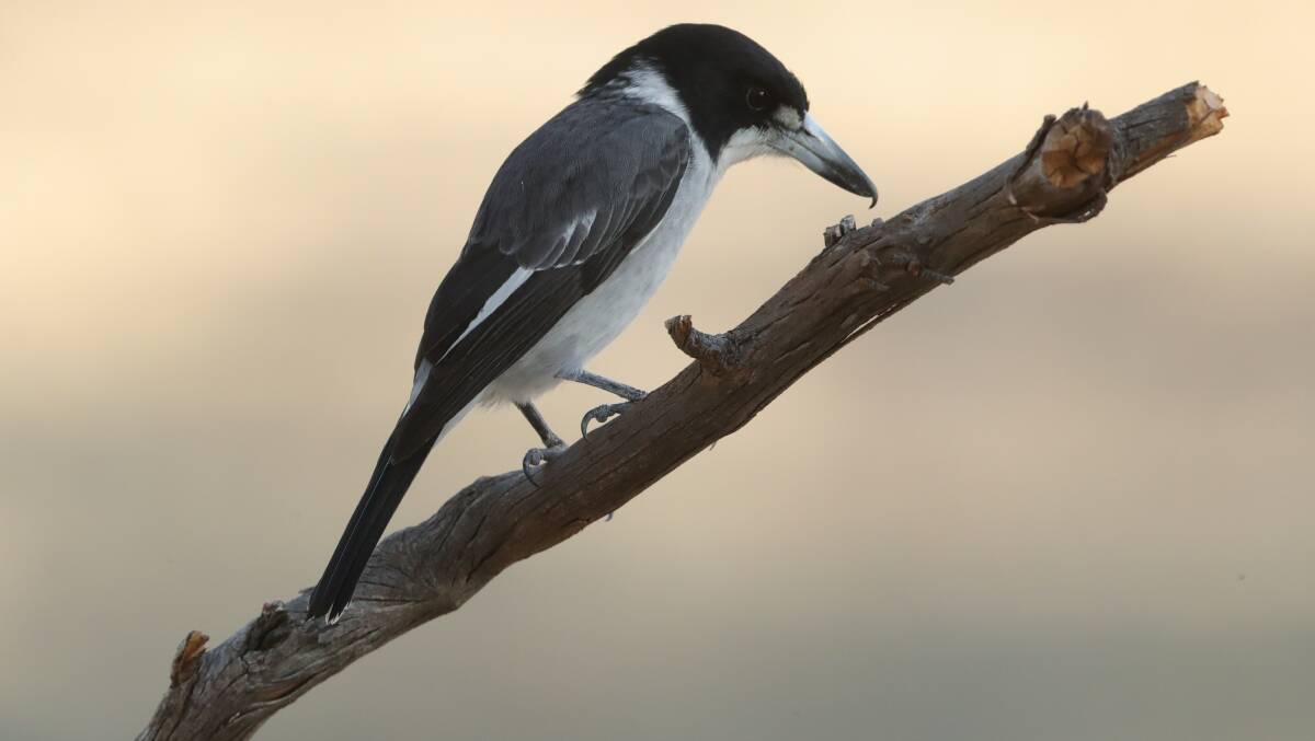 FEATHERED FRIEND: A grey butcherbird spotted in Albens Reserve on Mount Panorama. Photo: PHIL BLATCH