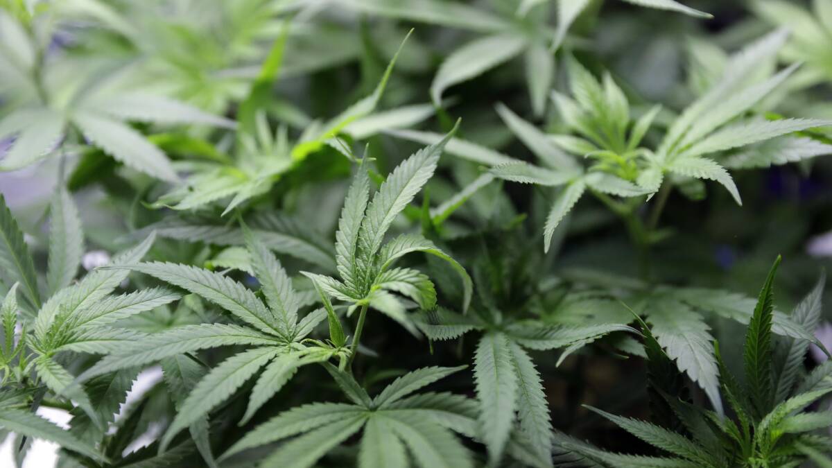 Bathurst Greens councillor John Fry backs marijuana decriminalisation | Poll