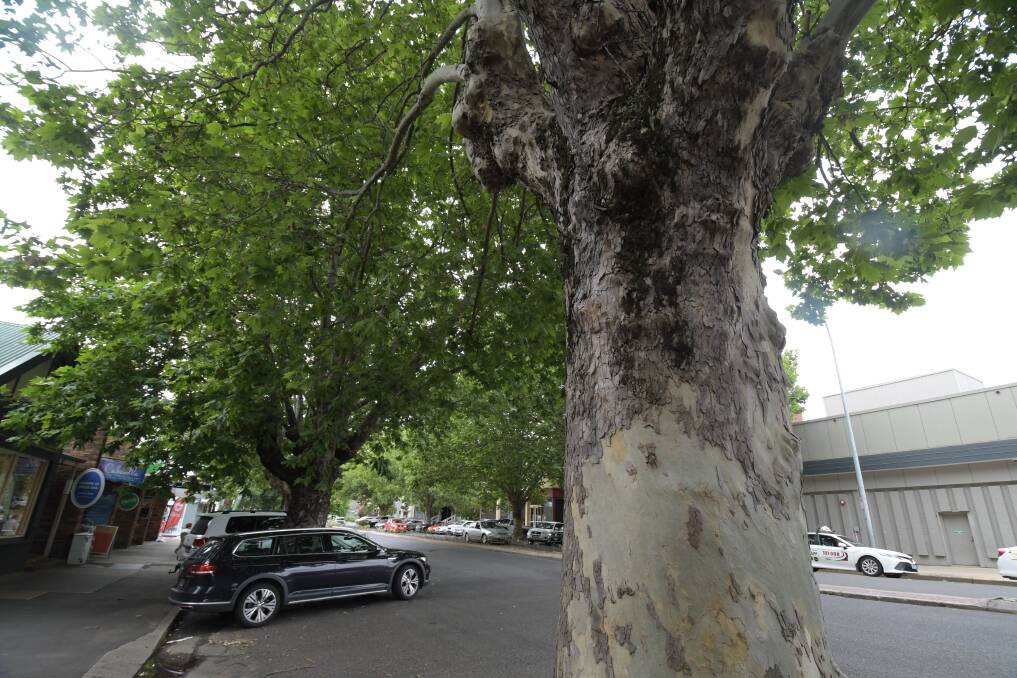 Eco News | Trees have a place in urban development