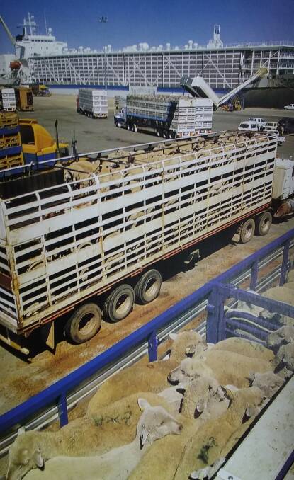 HEAVY LOAD: A line-up of loaded semi trailers arrive at Fremantle docks to load sheep for the contentious live sheep trade.