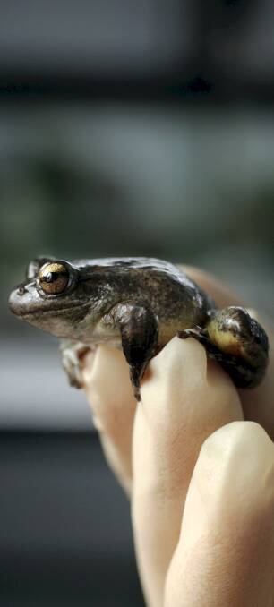 ENDANGERED: Work on a five-hectare site south of Oberon will help save a small community of endangered Booroolong frogs.