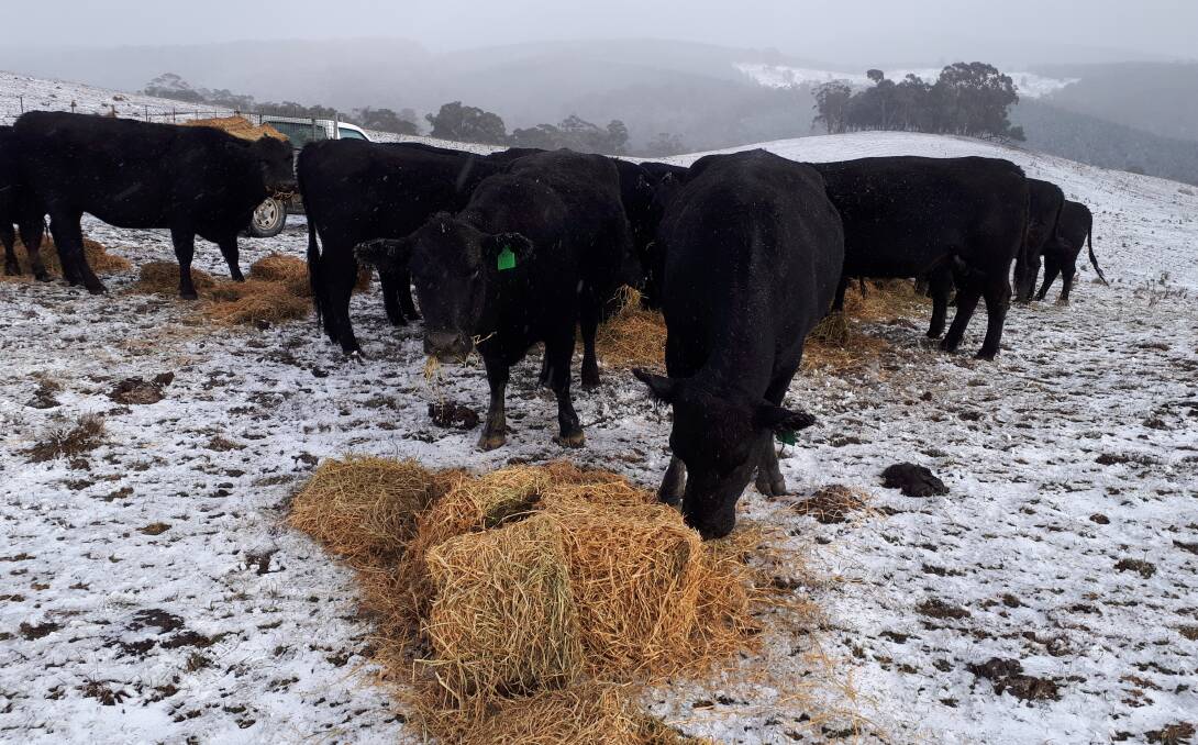 BLUE MOO: Cattle feeding in a snowy field at Meadow Flat. Photo: PETER EVANS