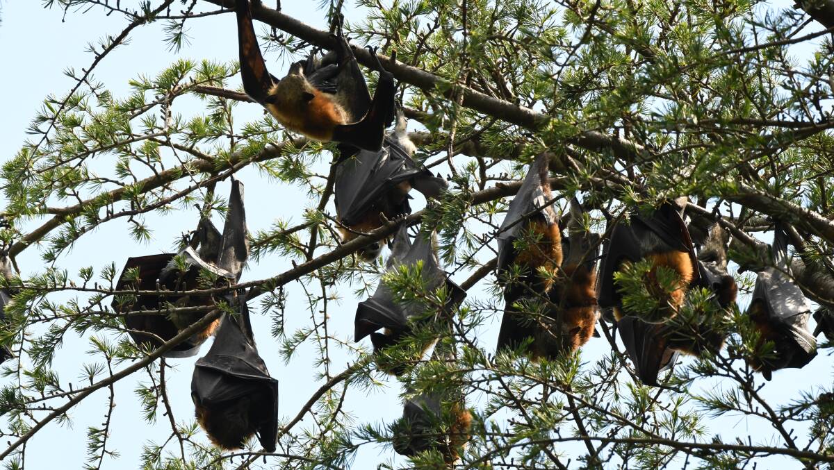 HANG IN THERE: Hundreds of bats made Machattie Park their home over the warmer months. Photo: CHRIS SEABROOK 121117cbats2