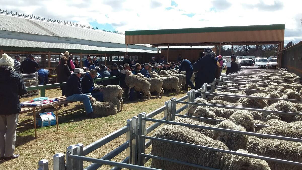 EWE BEAUTY: Judging in progress in the commercial ewe section of the Bathurst Merino Association Super Six Competition last weekend.