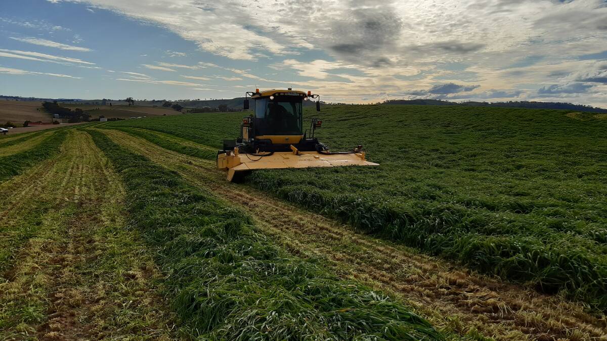 HARD AT WORK: Rowan and Rod Stocks' machine is busy mowing a nice crop of blackbutt oats near Bathurst. 