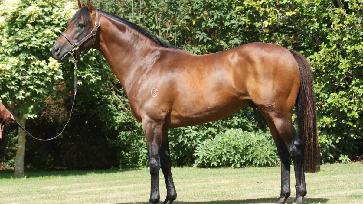 BLOODLINES: Zed NZ is the little known sire of Melbourne Cup winning mare Verry Elleegant. Photo: SUPPLIED