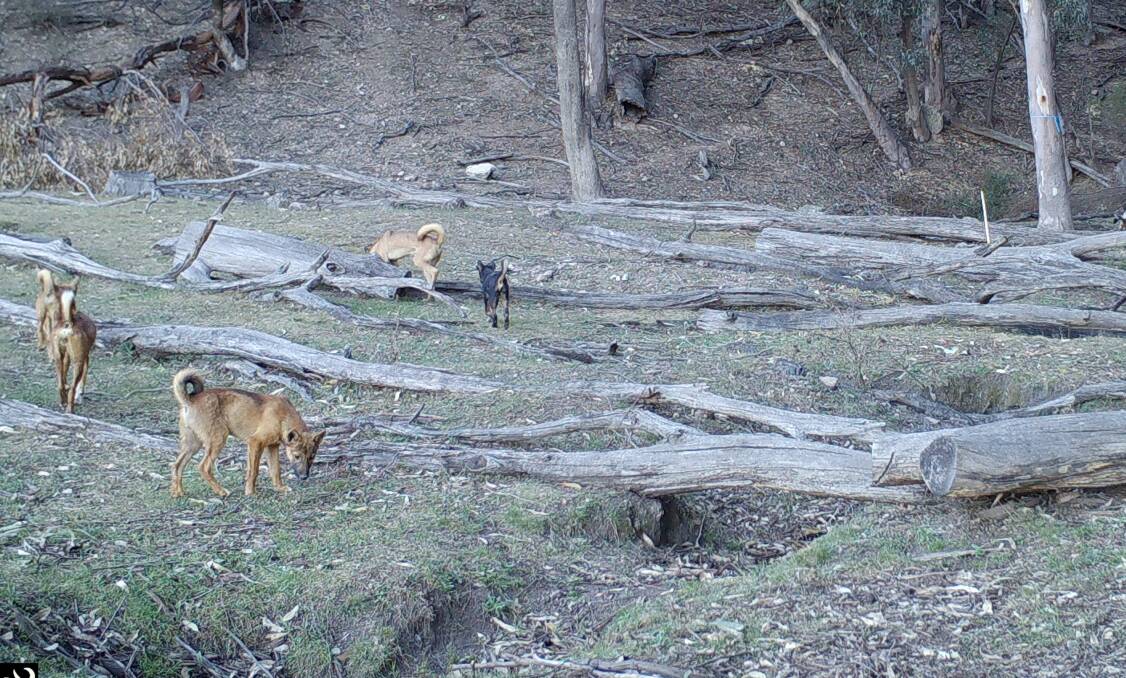 CHALLENGE: A pack of wild dogs photographed to the north of Bathurst. Photo: CENTRAL TABLELANDS LLS