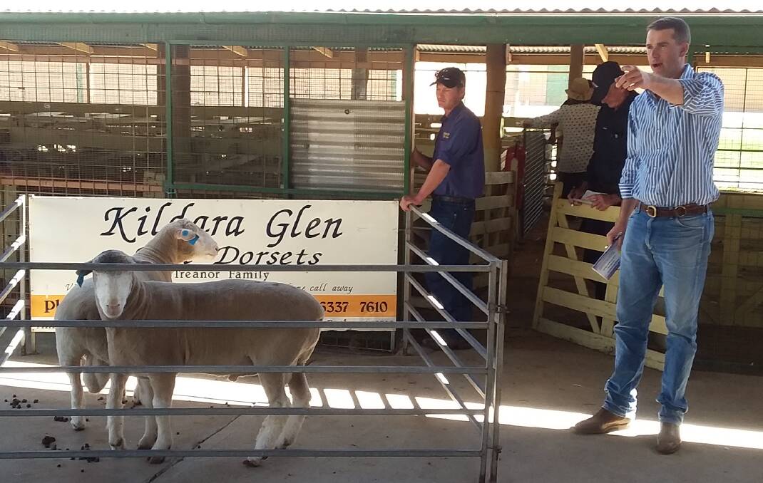 GOING ONCE: Bowyer and Livermore agent Todd Clements fielded the bids at Kildara Glen’s successful ram auction. Photo: SUPPLIED