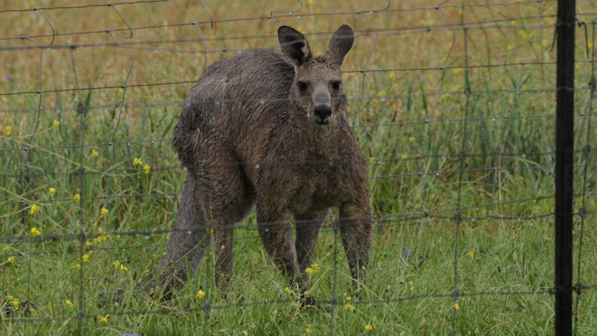 SOGGY SKIPPY: A sodden kangaroo following heavy downpours across the Bathurst region on Saturday. Photos: CHRIS SEABROOK