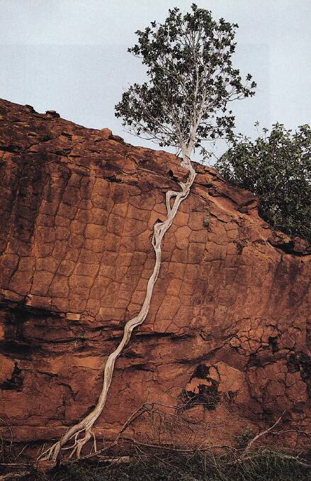 BARE ROOTS: A tree that persisted or a doctored photo? Sometimes nature can do amazing things. Photo: SUPPLIED