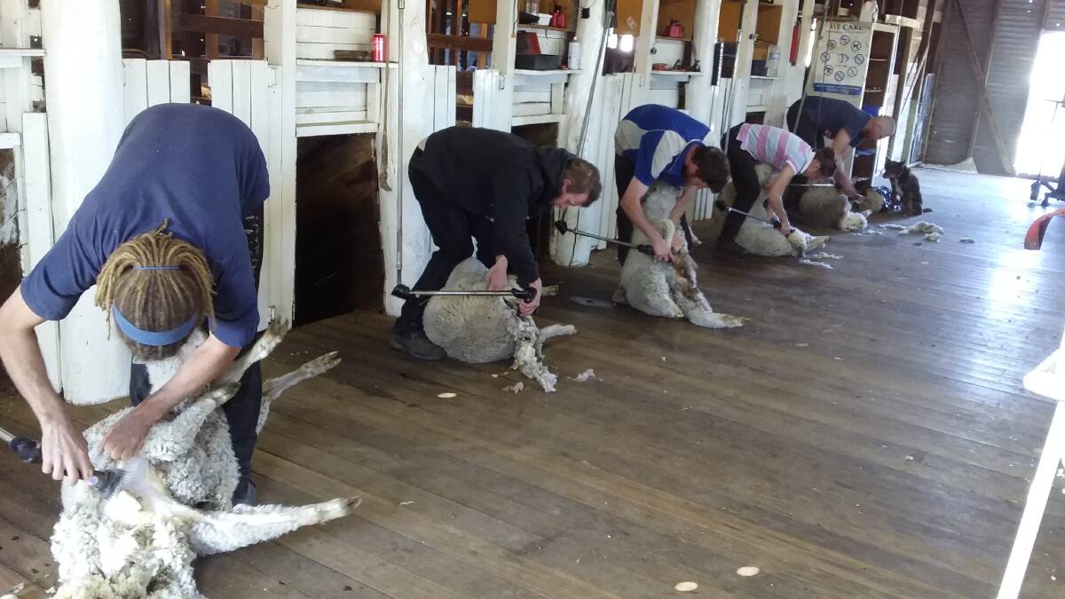 BEND YOUR BACK: Volunteers Ben Price, Ben Walker, Tom Pearce, Amy Cosgrove and Dan Taylor were busy crutching the 400 wether weaners to be shorn in shearing competitions at the Royal Bathurst Show. 