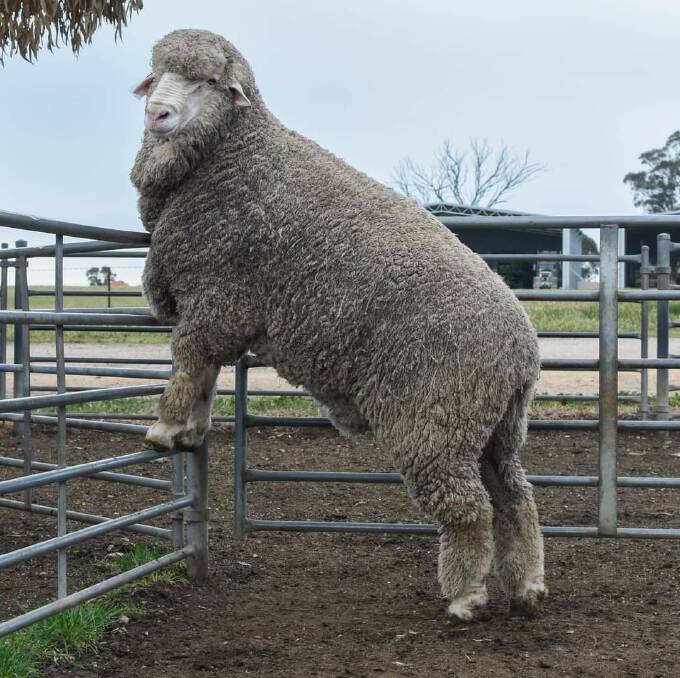 DON'T FENCE ME IN: This Banavie stud Ram was probably contemplating his future. Photo: SUPPLIED