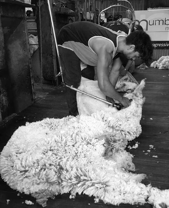 CLOSE SHAVE: A young shearer takes the fleece off a stud ewe at Mumblebone, Wellington.