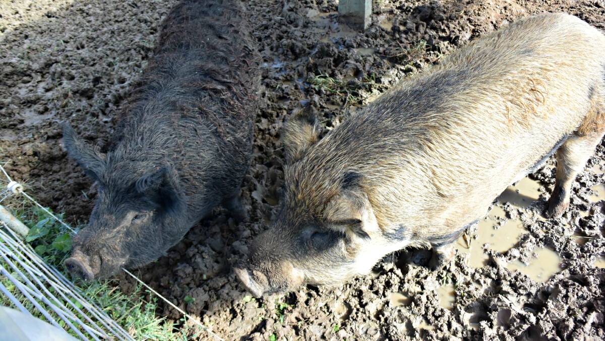 SNAPSHOT: Meet Bert and Ernie, two pigs who live at Bathurst's Riding for the Disabled facility, not on Sesame Street. Photo: RACHEL FERRETT