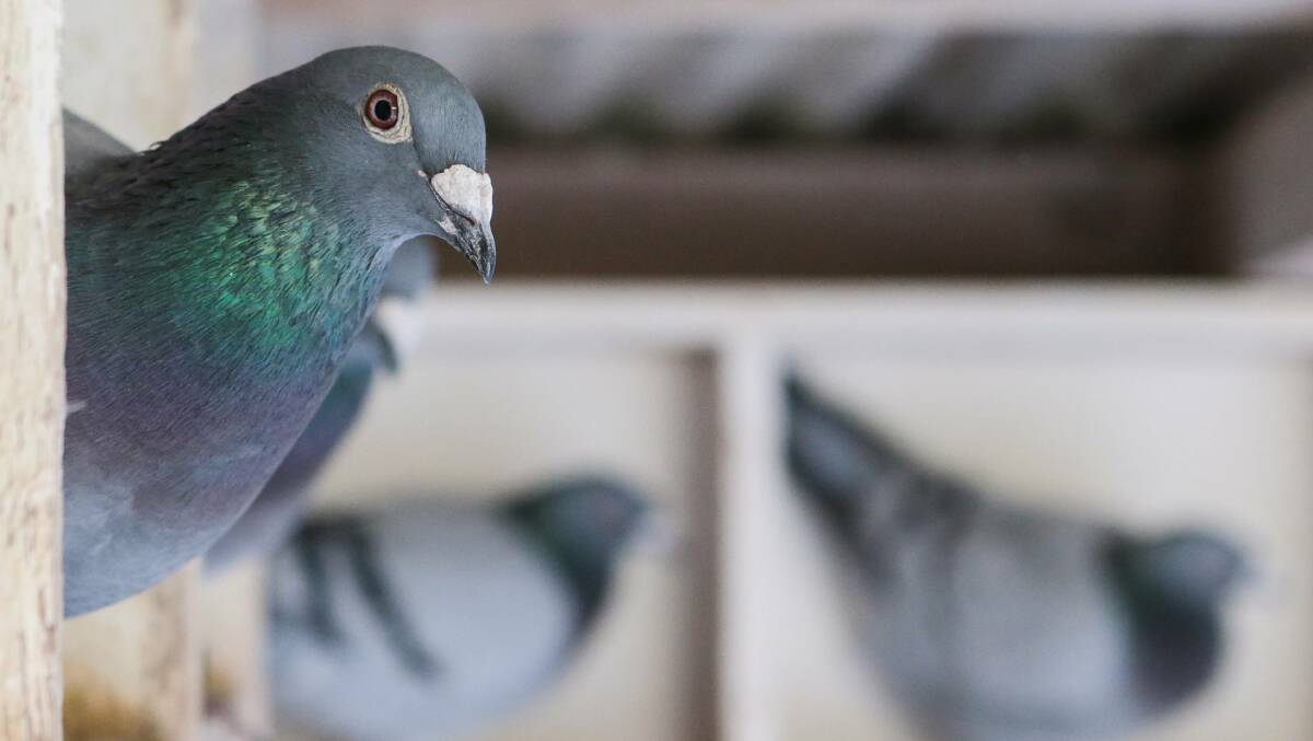 Our say | 2587 shots fired in Bathurst's war on pigeons