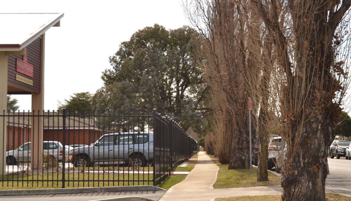 GOING, GOING: A report to Bathurst Regional Council recommends removing an avenue of 19 poplar trees outside MacKillop College.