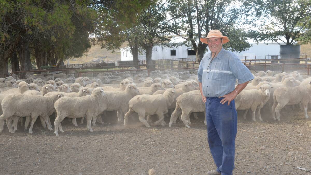 WINNERS ARE GRINNERS: First-time Maiden Merino Ewe Competition entrant Jerome Carberry among his Darriwell Poll blood maiden ewes of 18.8 microns at Dulcisvale, Limekilns.
