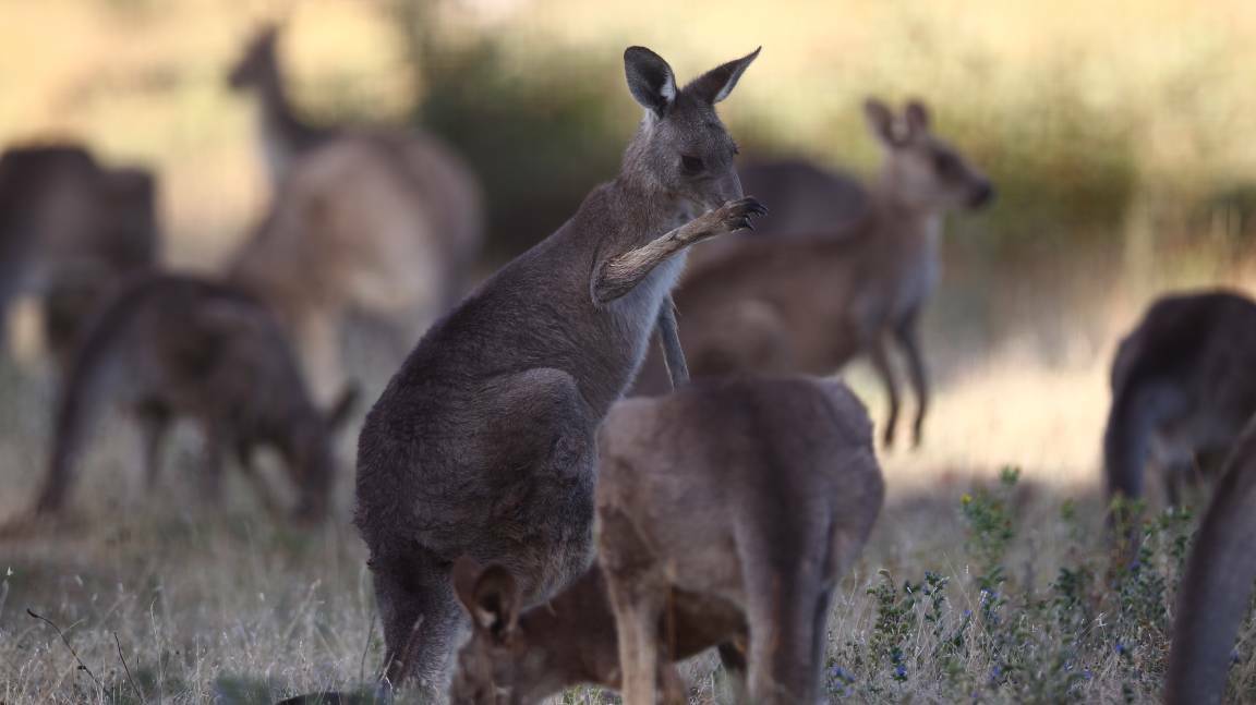 HUMANE SOLUTION: Kangaroos in the temporary compound on College Road earlier this year awaiting relocation by volunteers working on the Bathurst Kangaroo Project.