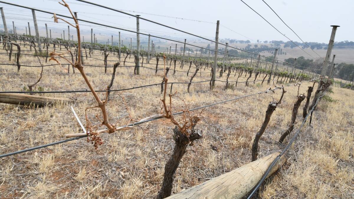 THE BIG DRY: Vines that should be heavy with fruit at this time of the year are looking bare. Photo: CHRIS SEABROOK