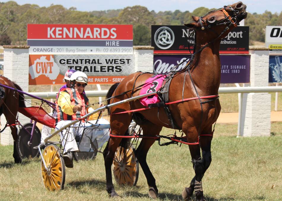 THIRD PLACE: Trainer and driver John Beeby on the back of Best Beau at Towac Park on Sunday. Photo: MAX STAINKAMPH. 